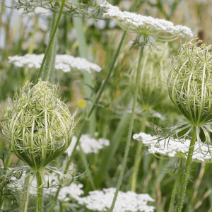 Wild Carrot Seeds (Daucus carota)