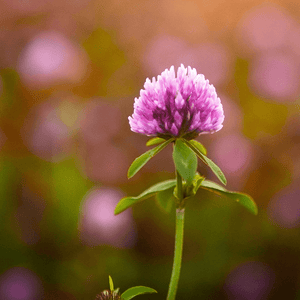 Wild Red Clover Seeds (Trifolium pratense)