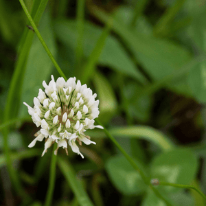 Wild White Clover Seeds (Trifolium repens)