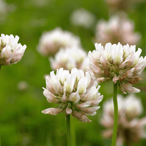 Wild White Clover Seeds (Trifolium repens)