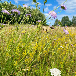 wildflower seed mix uk Wildflower Mix for Chalky Soils – Kent Seeds