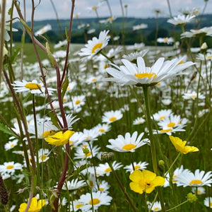Wildflower Mix for Heavy Clay Soils