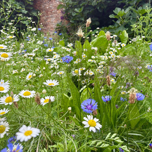 wildflower seed mix uk Wildflower Mix for Soil Health – Kent Seeds