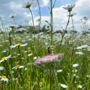 Wildflower Mix for Chalky Soils