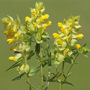 Yellow Rattle Seeds (Rhinanthus minor)