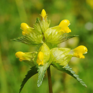 Yellow Rattle Seeds (Rhinanthus minor)