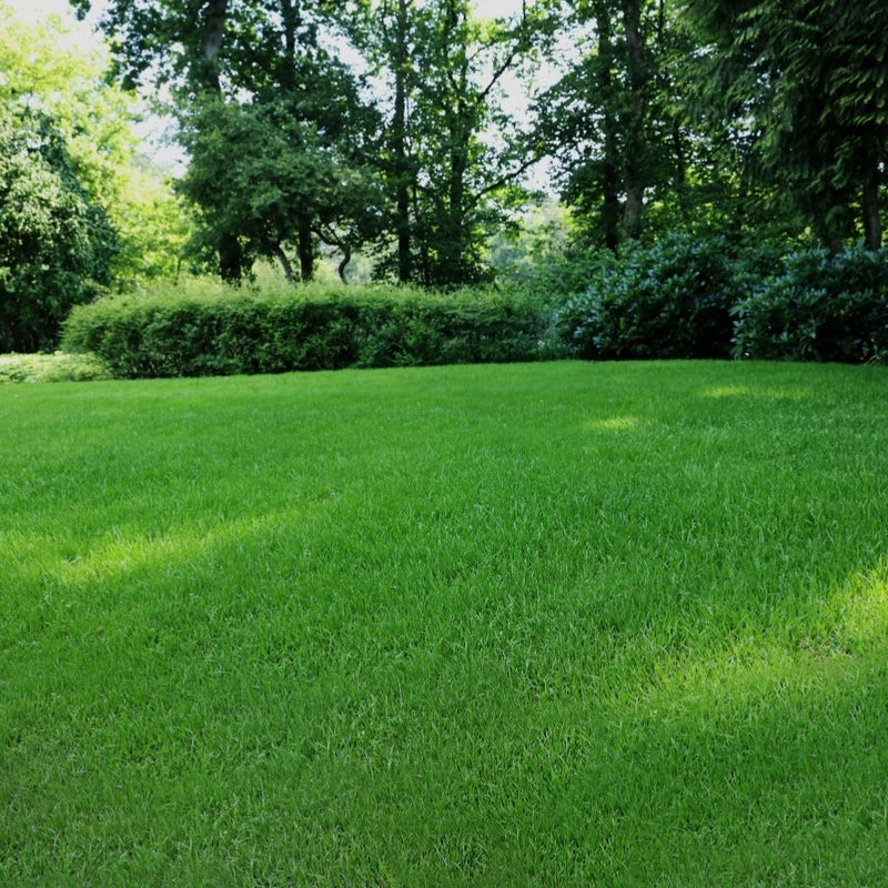 Deep Shade Lawn